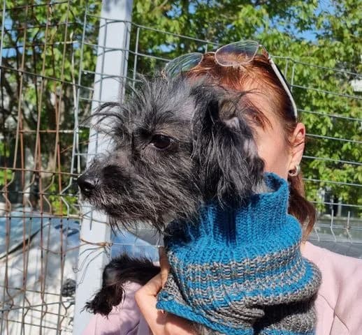 Athena, Mixed Breed for adoption at Tierschutzverein Europa, München