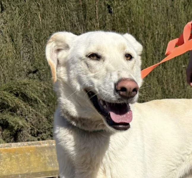 Avena, Mixed Breed for adoption at Tierschutzverein Europa, München