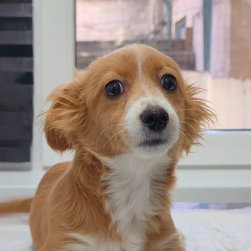 Ayla, puppy Mixed Breed for adoption at Tierschutzverein Europa, München