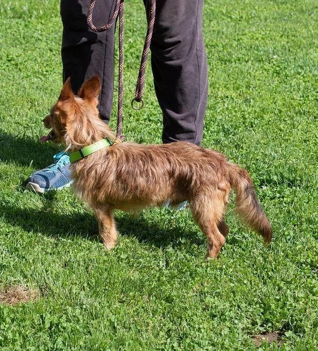 Balin, Mixed Breed for adoption at Tierschutzverein Europa, München