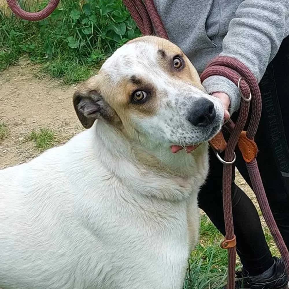 Baloo, Mixed Breed for adoption at Tierschutzverein Europa, München