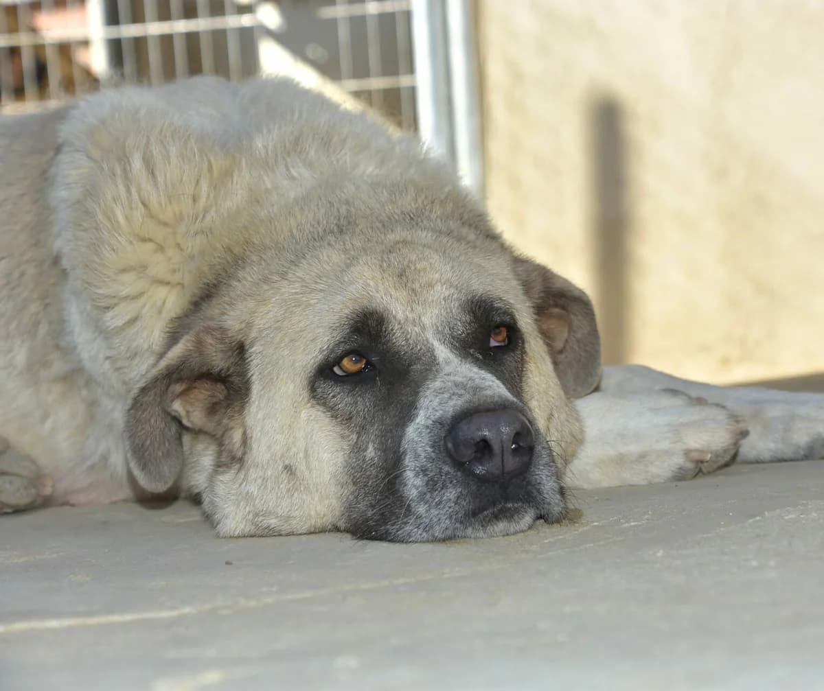 Bamali, Mixed Breed for adoption at Tierschutzverein Europa, München