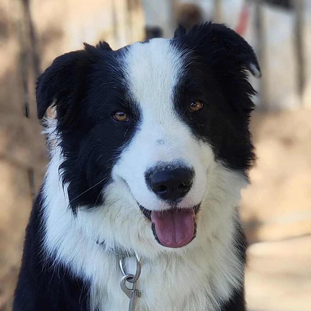 Bambù, Mixed Breed for adoption at Tierschutzverein Europa, München
