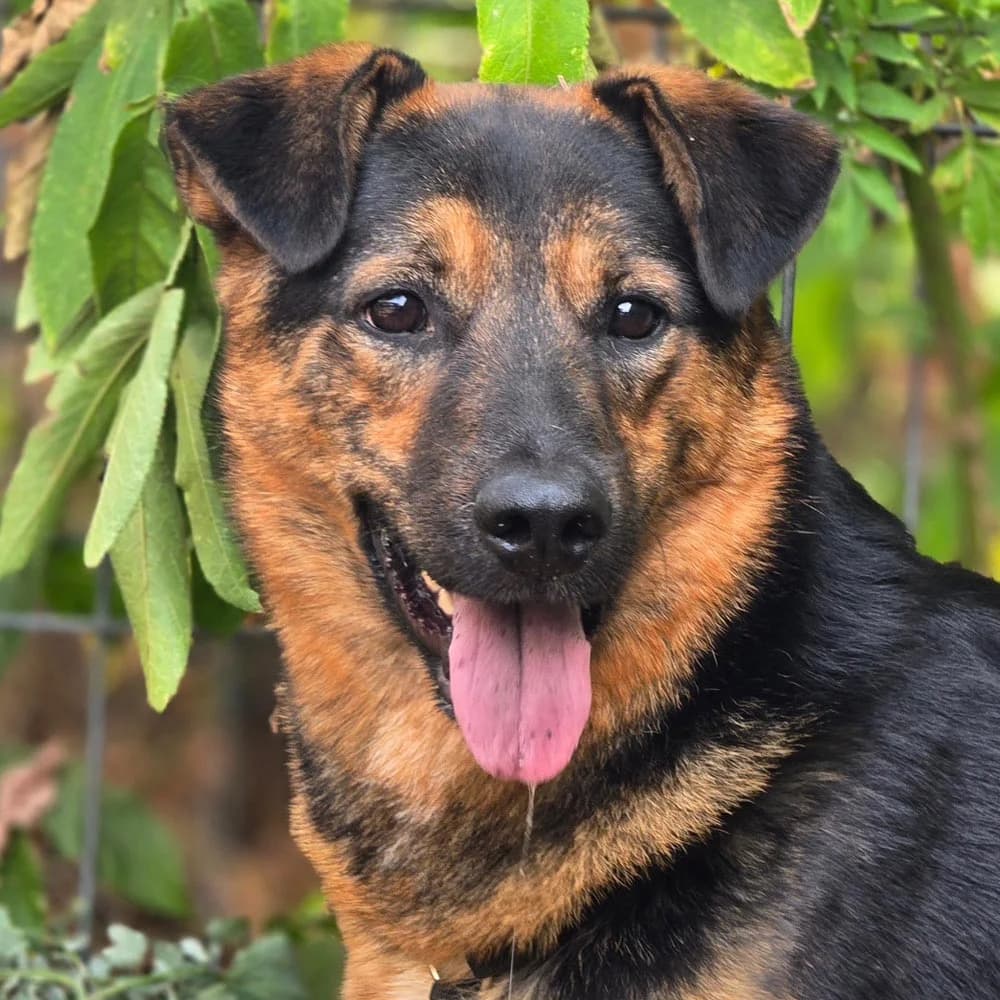 Batman, young Mixed Breed for adoption at Tierschutzverein Europa, München