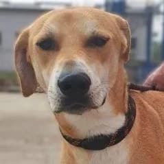 Baxter, Mixed Breed for adoption at Tierschutzverein Europa, München