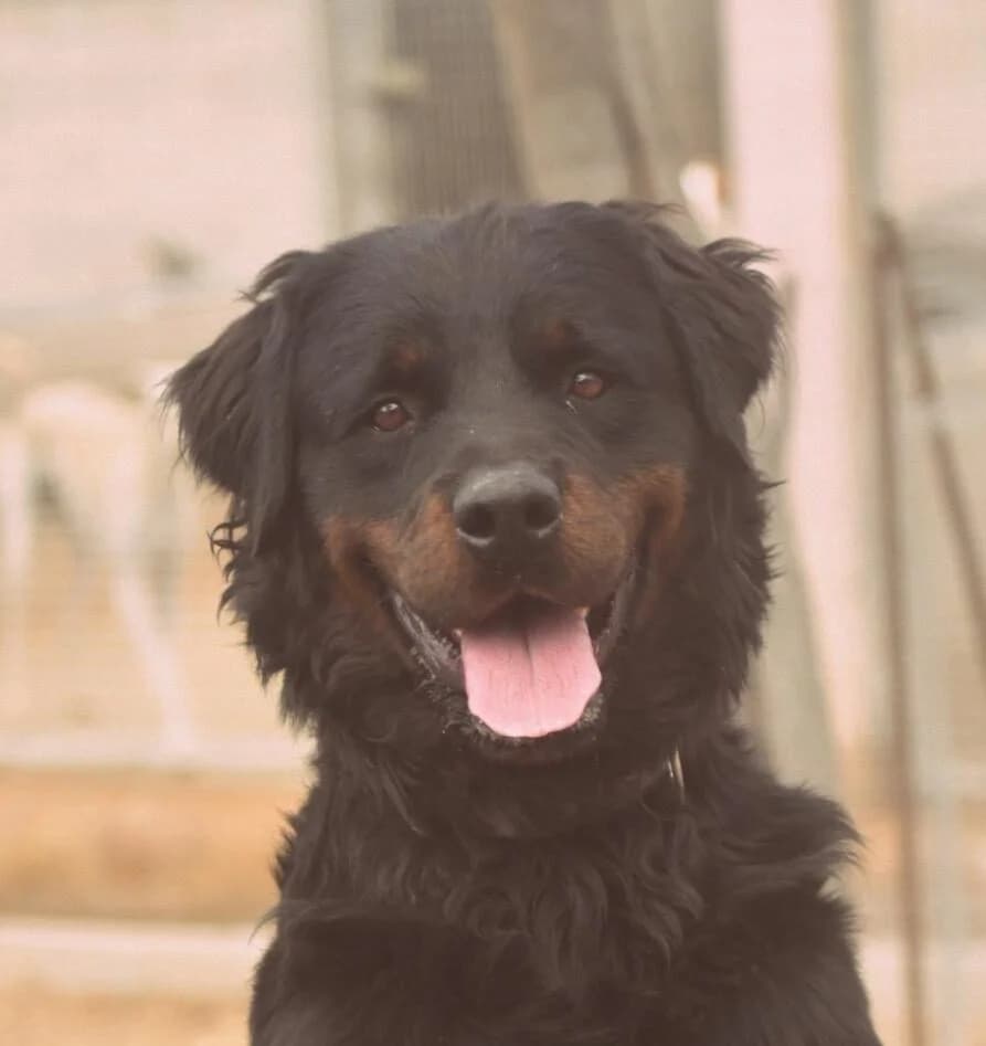 Bear, Mixed Breed for adoption at Tierschutzverein Europa, München