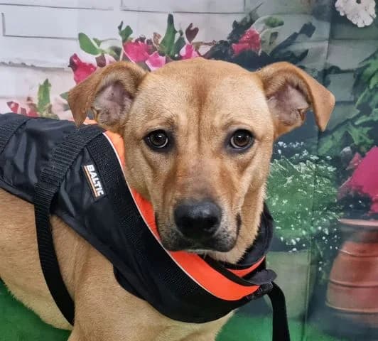 Bella, young Mixed Breed for adoption at Tierschutzverein Europa, München