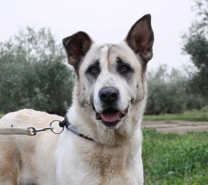 Bella, Mixed Breed for adoption at Tierschutzverein Europa, München