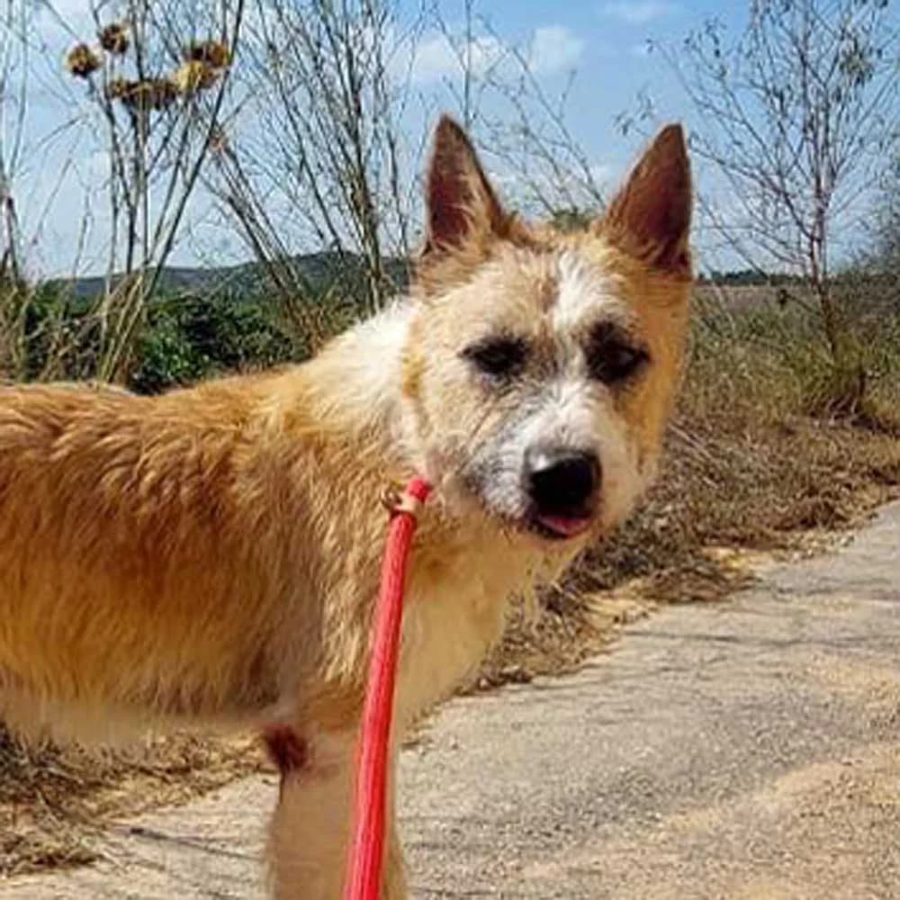 Ben, Mixed Breed for adoption at Tierschutzverein Europa, München