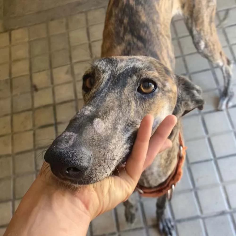 Bengala, Mixed Breed for adoption at Tierschutzverein Europa, München