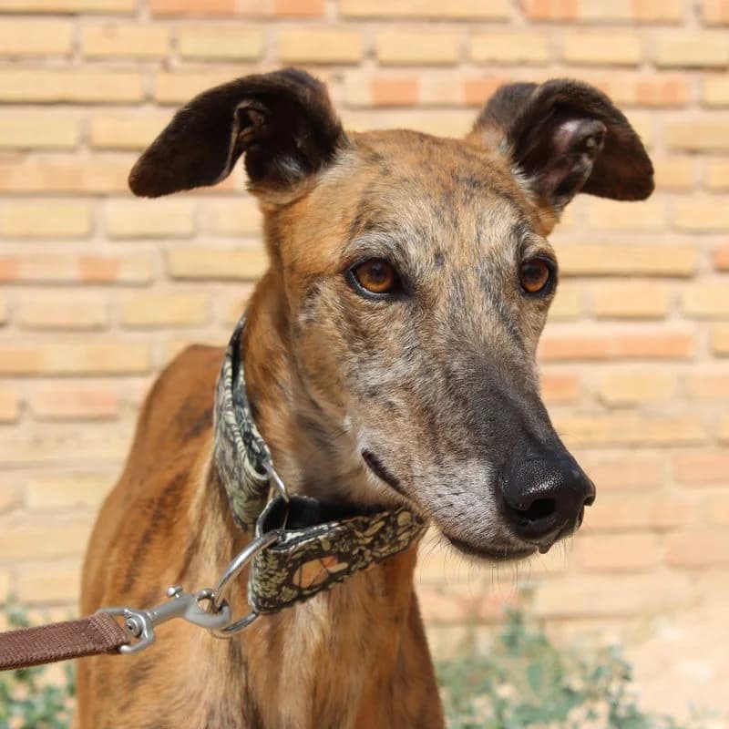 Berto, Mixed Breed for adoption at Tierschutzverein Europa, München