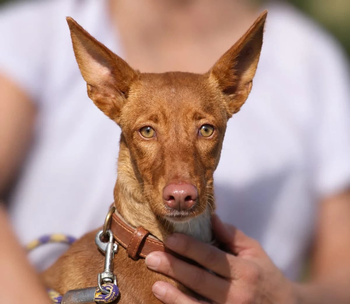 Betina, Mixed Breed for adoption at Tierschutzverein Europa, München