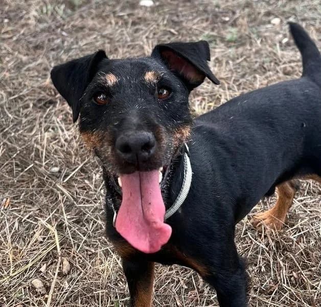 Big Foot, Mixed Breed for adoption at Tierschutzverein Europa, München