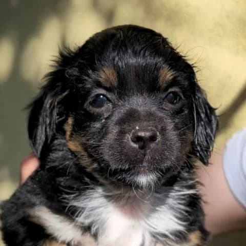 Bimba, puppy Mixed Breed for adoption at Tierschutzverein Europa, München