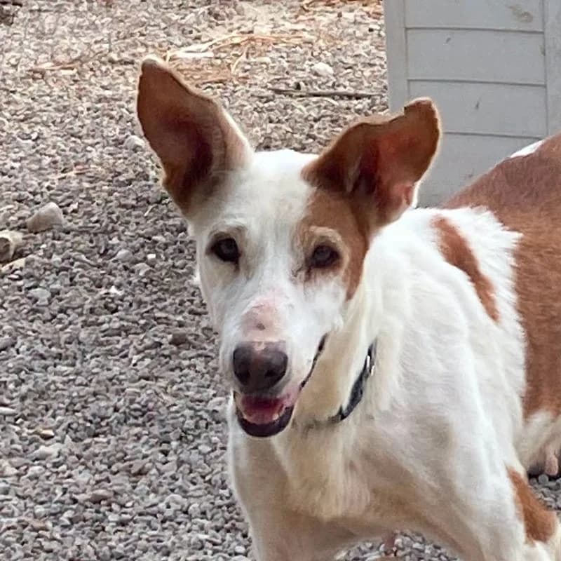 Blanca, senior Mixed Breed for adoption at Tierschutzverein Europa, München