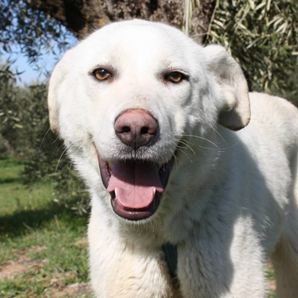 Bohemia, weiß Mixed Breed for adoption at Tierschutzverein Europa, München
