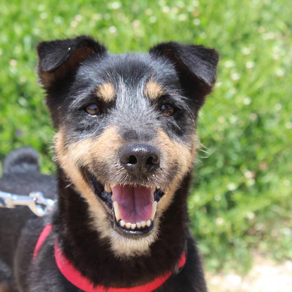 Boston, Mixed Breed for adoption at Tierschutzverein Europa, München