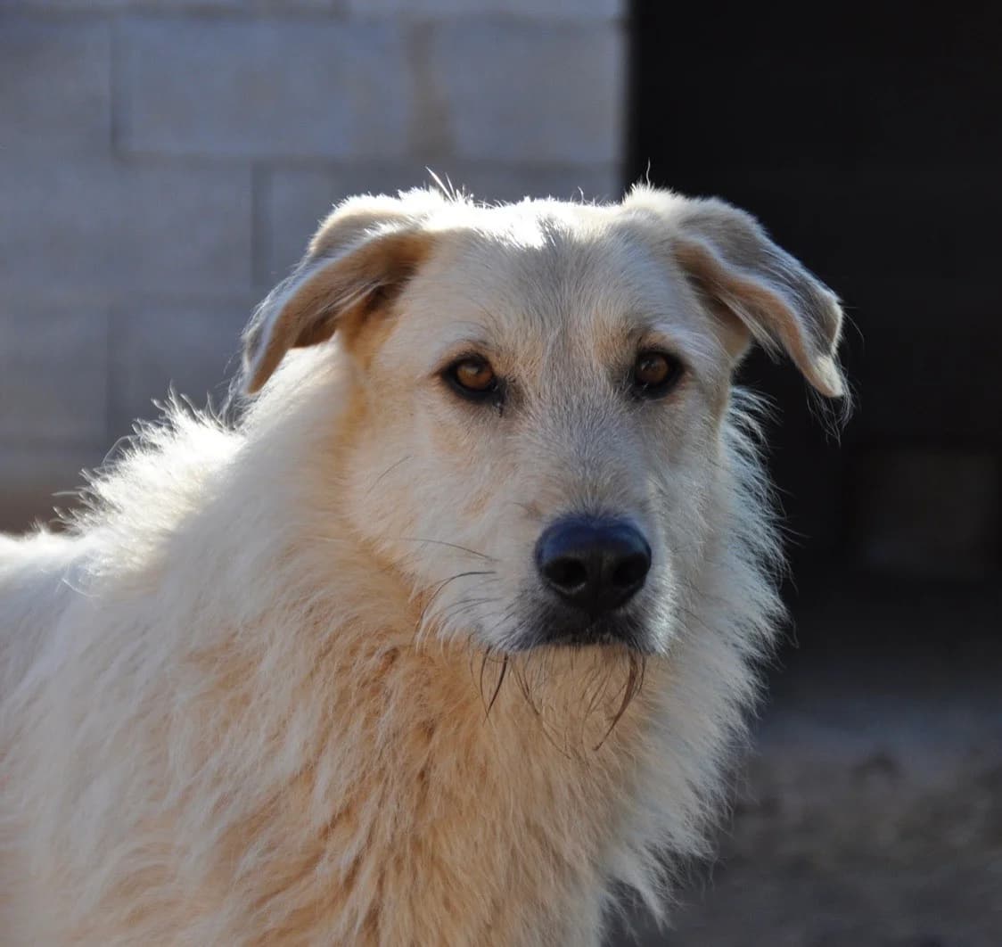 Brad, German Shepherd for adoption at Tierschutzverein Europa, München