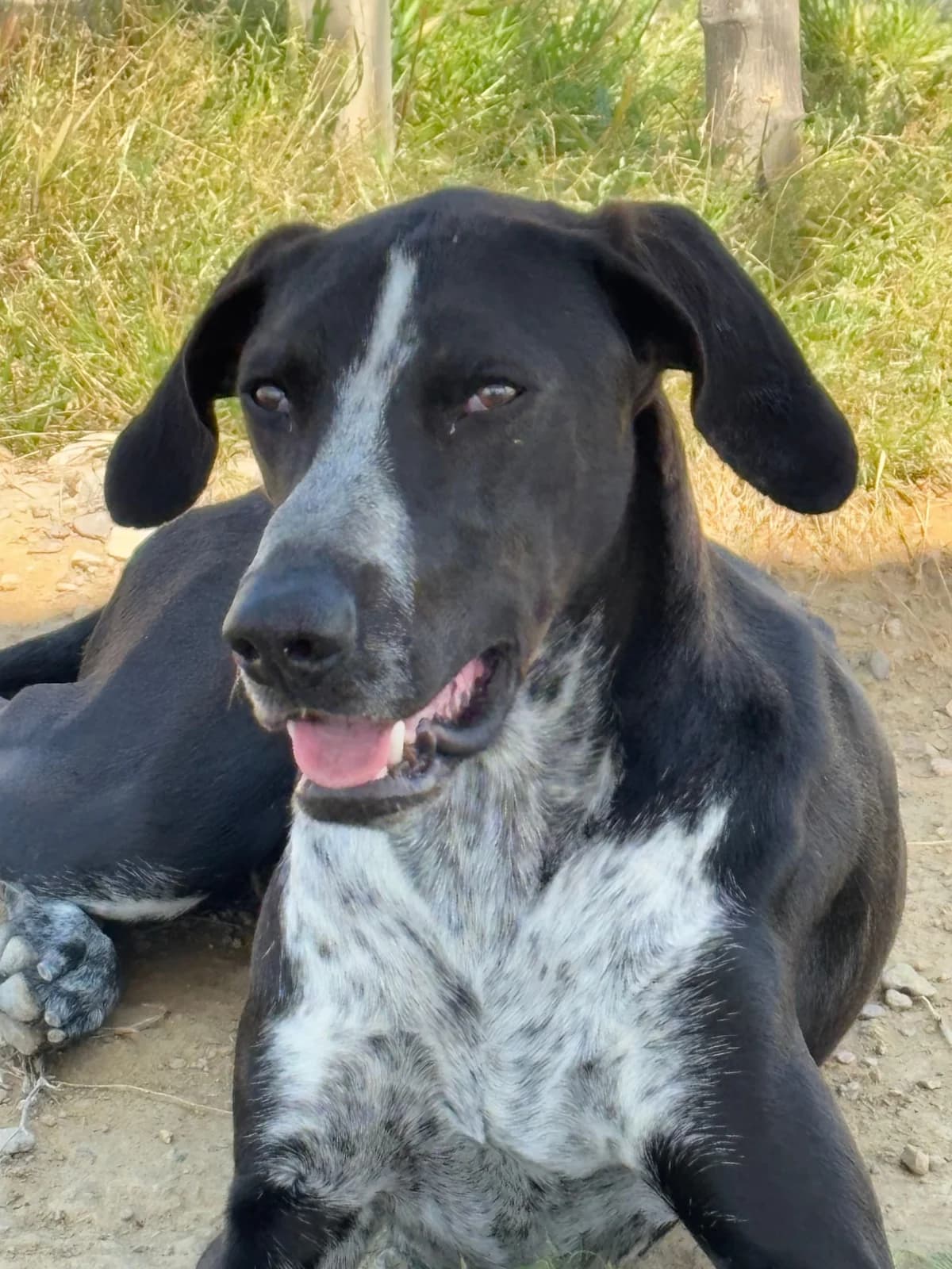 Bruno, Mixed Breed for adoption at Tierschutzverein Europa, München
