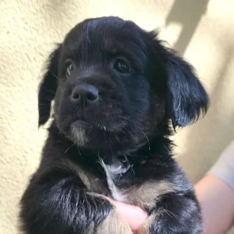Buzz, puppy Mixed Breed for adoption at Tierschutzverein Europa, München