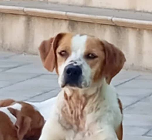 Camino, puppy Mixed Breed for adoption at Tierschutzverein Europa, München