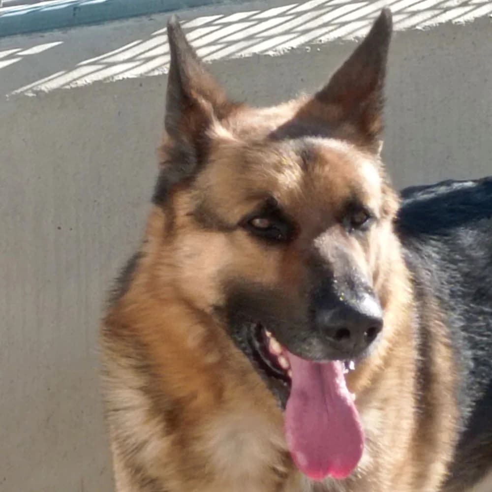 Capitan Pol, Mixed Breed for adoption at Tierschutzverein Europa, München