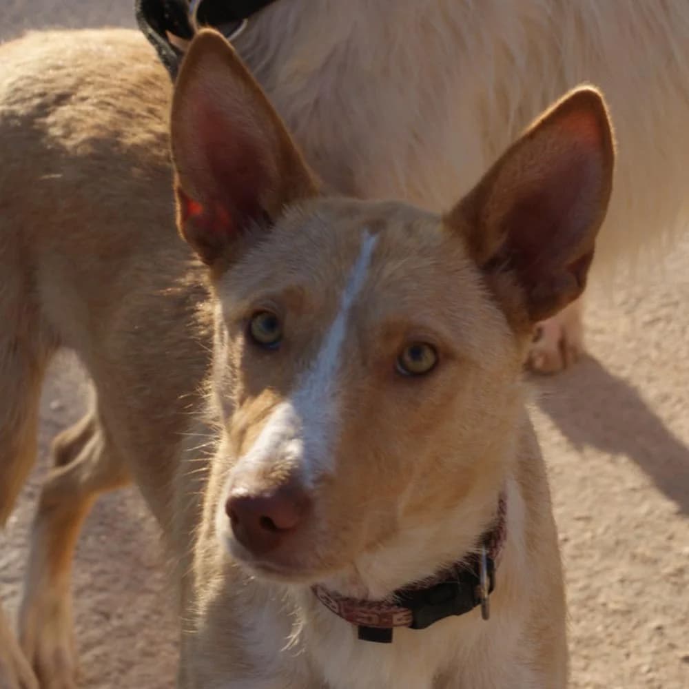 Cara, Mixed Breed for adoption at Tierschutzverein Europa, München