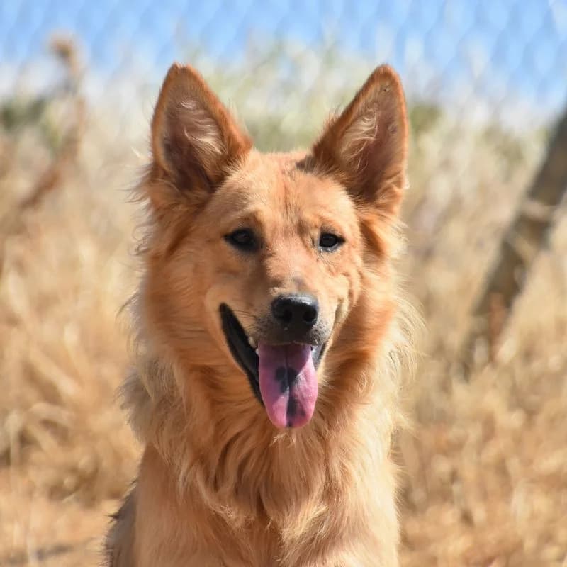 Caramel, puppy Mixed Breed for adoption at Tierschutzverein Europa, München