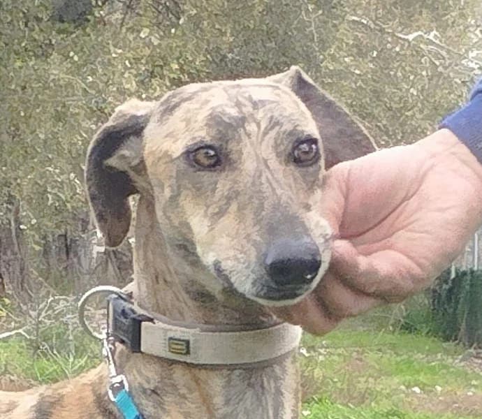 Carioca, Mixed Breed for adoption at Tierschutzverein Europa, München