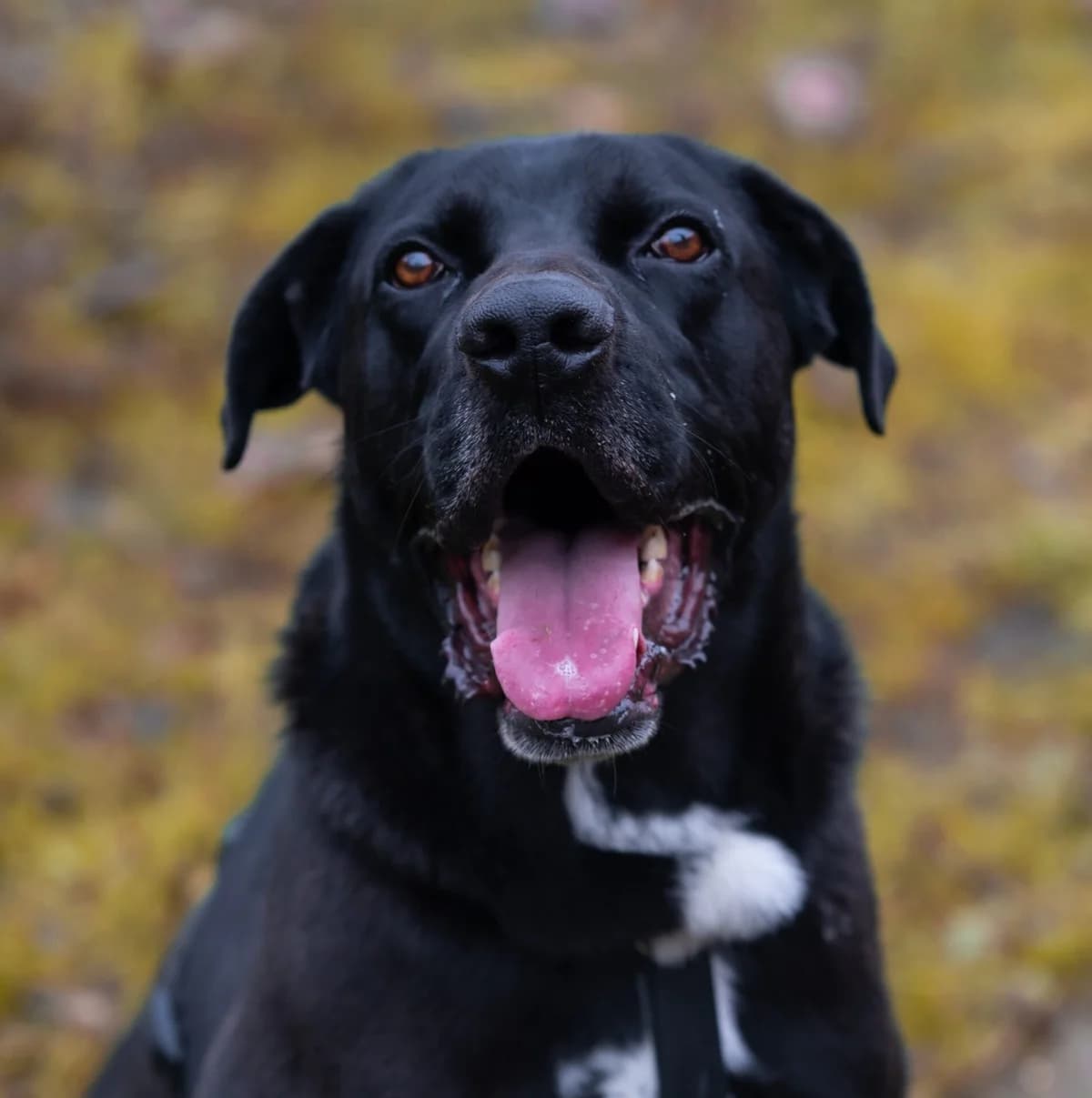 Carlos, senior Mixed Breed for adoption at Tierschutzverein Europa, München