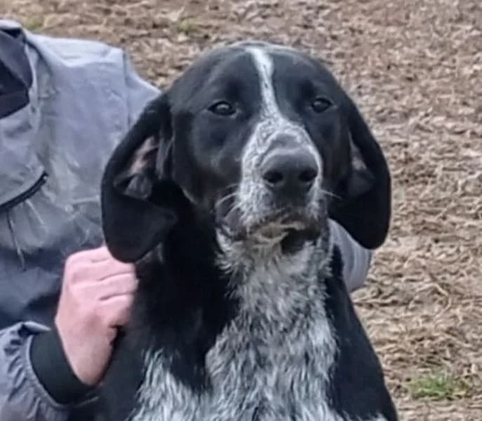 Carmela, Mixed Breed for adoption at Tierschutzverein Europa, München