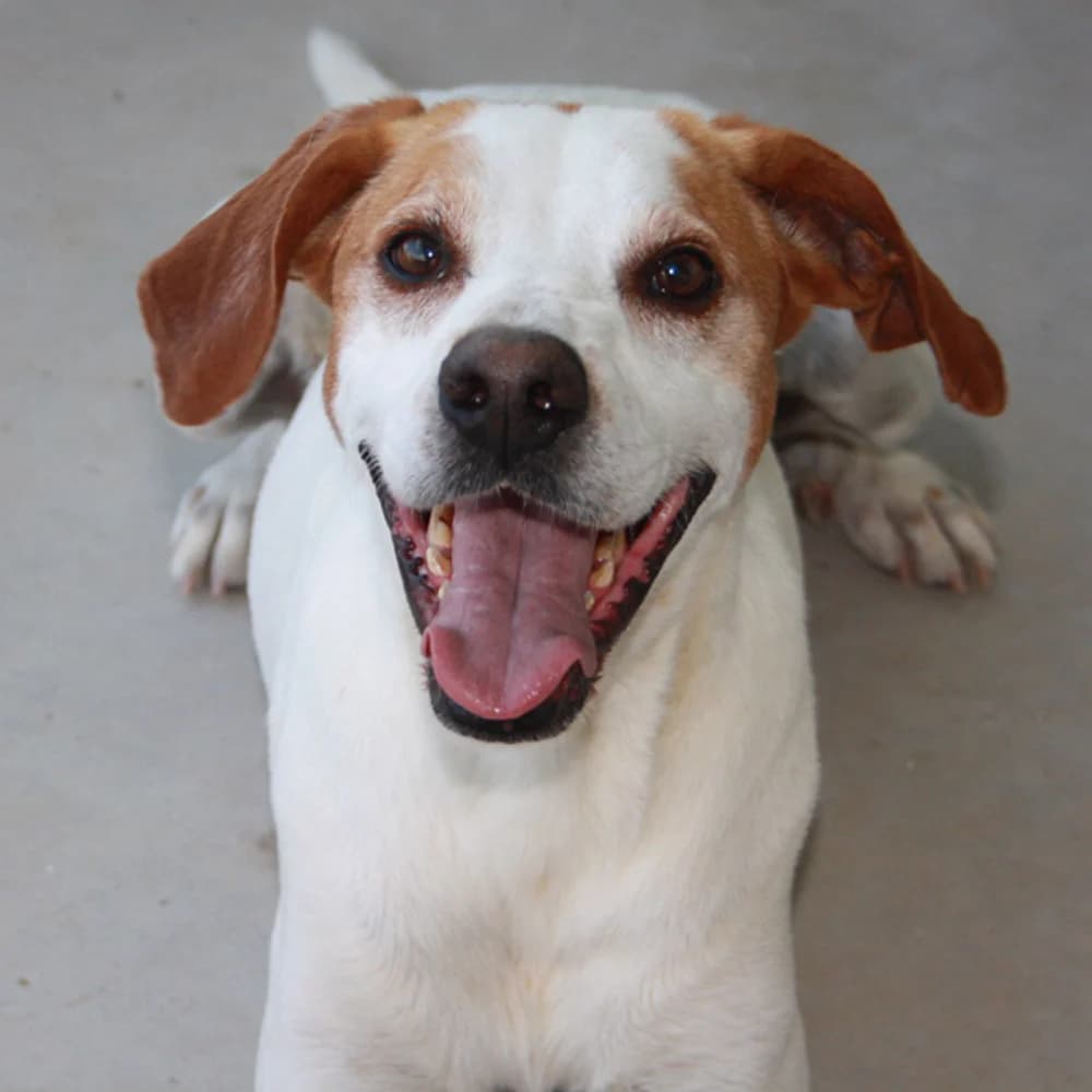 Chardo, weiß Mixed Breed for adoption at Tierschutzverein Europa, München