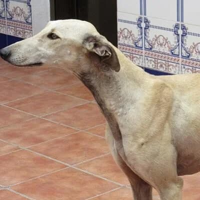 Checo, Mixed Breed for adoption at Tierschutzverein Europa, München