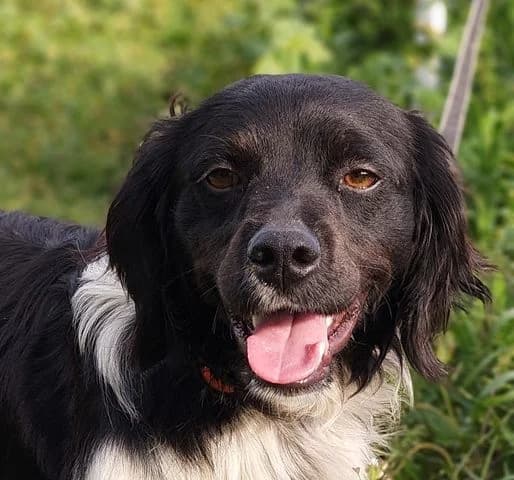 Chuck, Mixed Breed for adoption at Tierschutzverein Europa, München