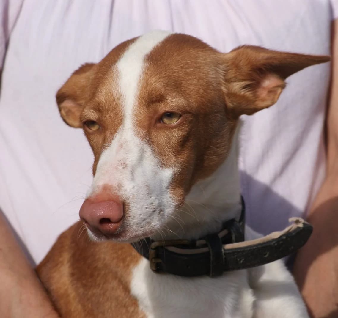 Chutin, Mixed Breed for adoption at Tierschutzverein Europa, München