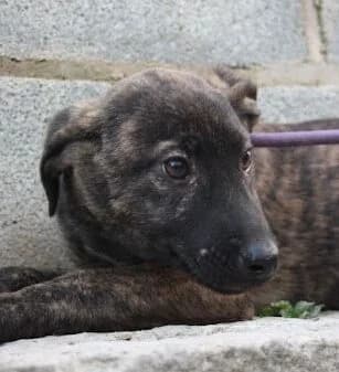 Clara, puppy Mixed Breed for adoption at Tierschutzverein Europa, München