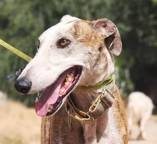 Claudio, Mixed Breed for adoption at Tierschutzverein Europa, München