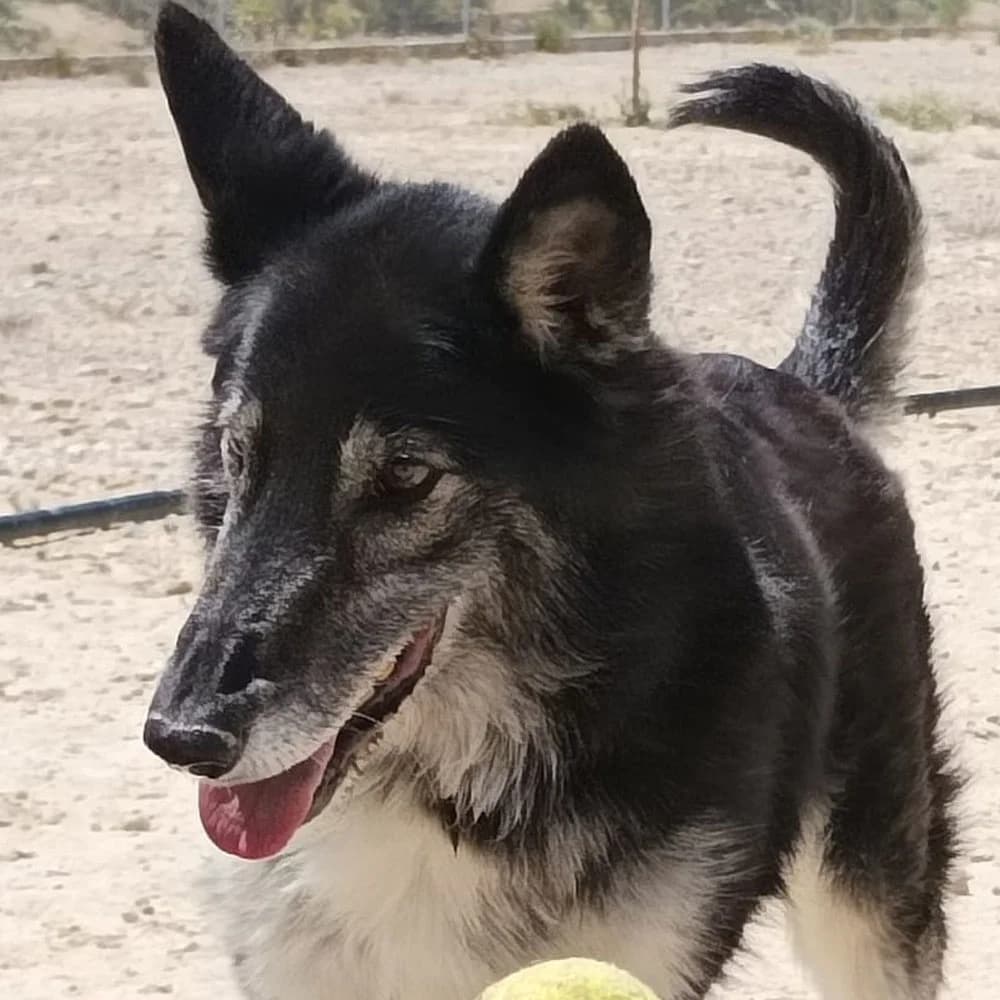 Cleissy, Mixed Breed for adoption at Tierschutzverein Europa, München