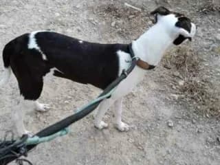 Cleo, Mixed Breed for adoption at Tierschutzverein Europa, München