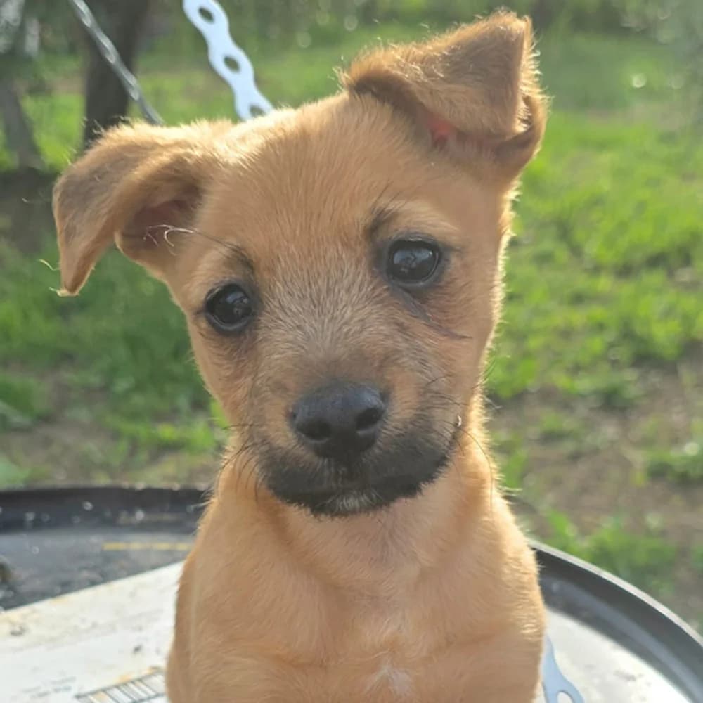 Coco, puppy Mixed Breed for adoption at Tierschutzverein Europa, München
