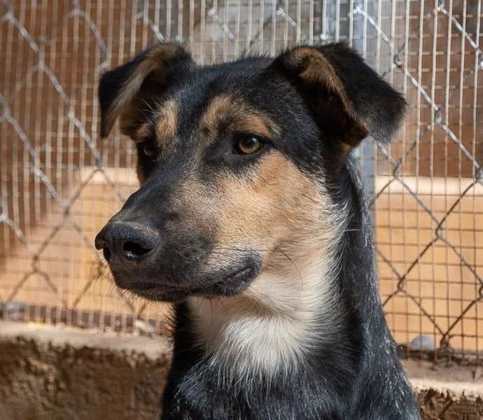 Cooper, senior Mixed Breed for adoption at Tierschutzverein Europa, München