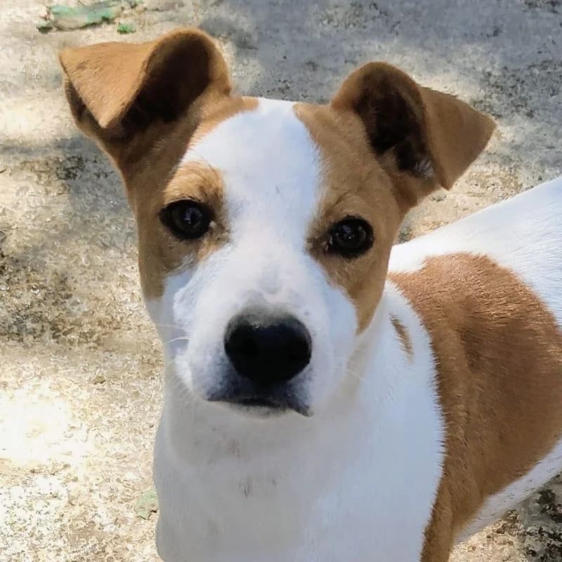 Cordón, Mixed Breed for adoption at Tierschutzverein Europa, München