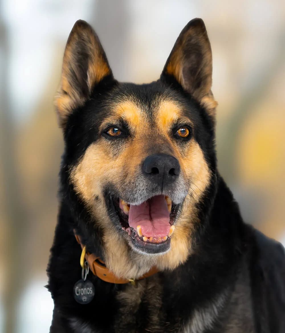 Cronos, young Mixed Breed for adoption at Tierschutzverein Europa, München