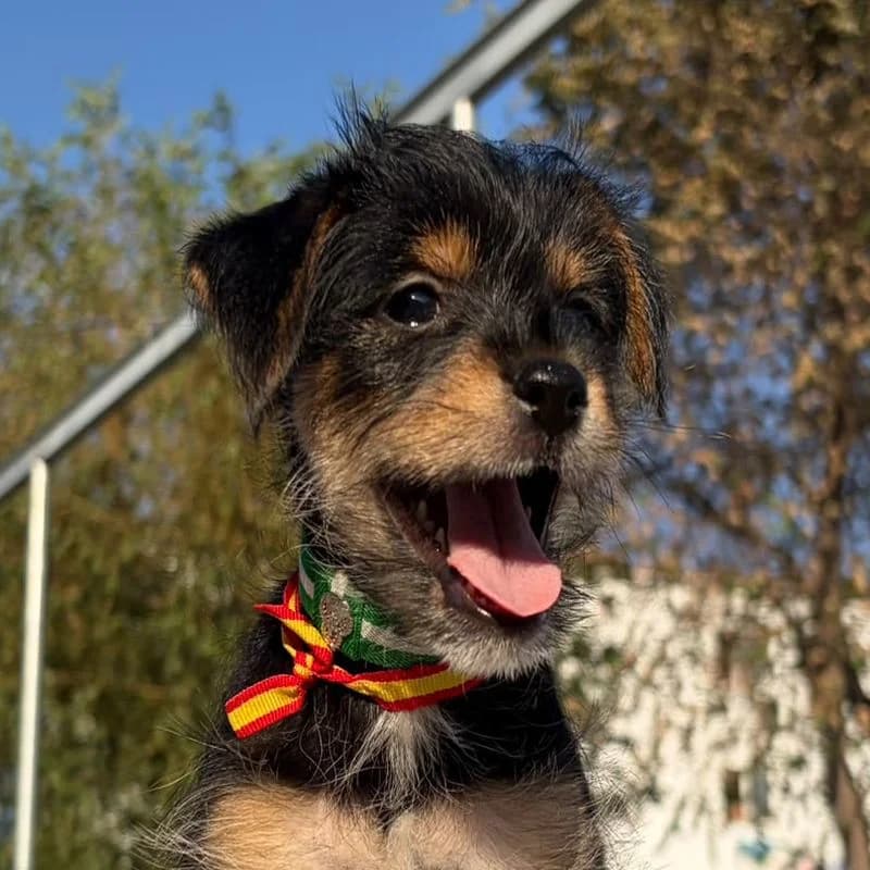 Curro, puppy Mixed Breed for adoption at Tierschutzverein Europa, München