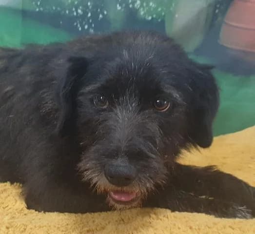 Daisy, young Mixed Breed for adoption at Tierschutzverein Europa, München