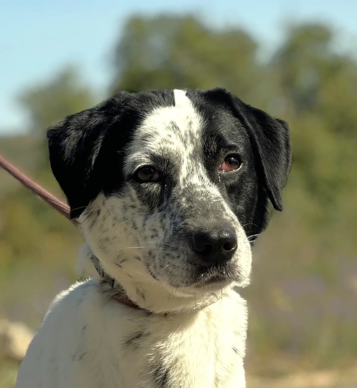 Dante, Mixed Breed for adoption at Tierschutzverein Europa, München
