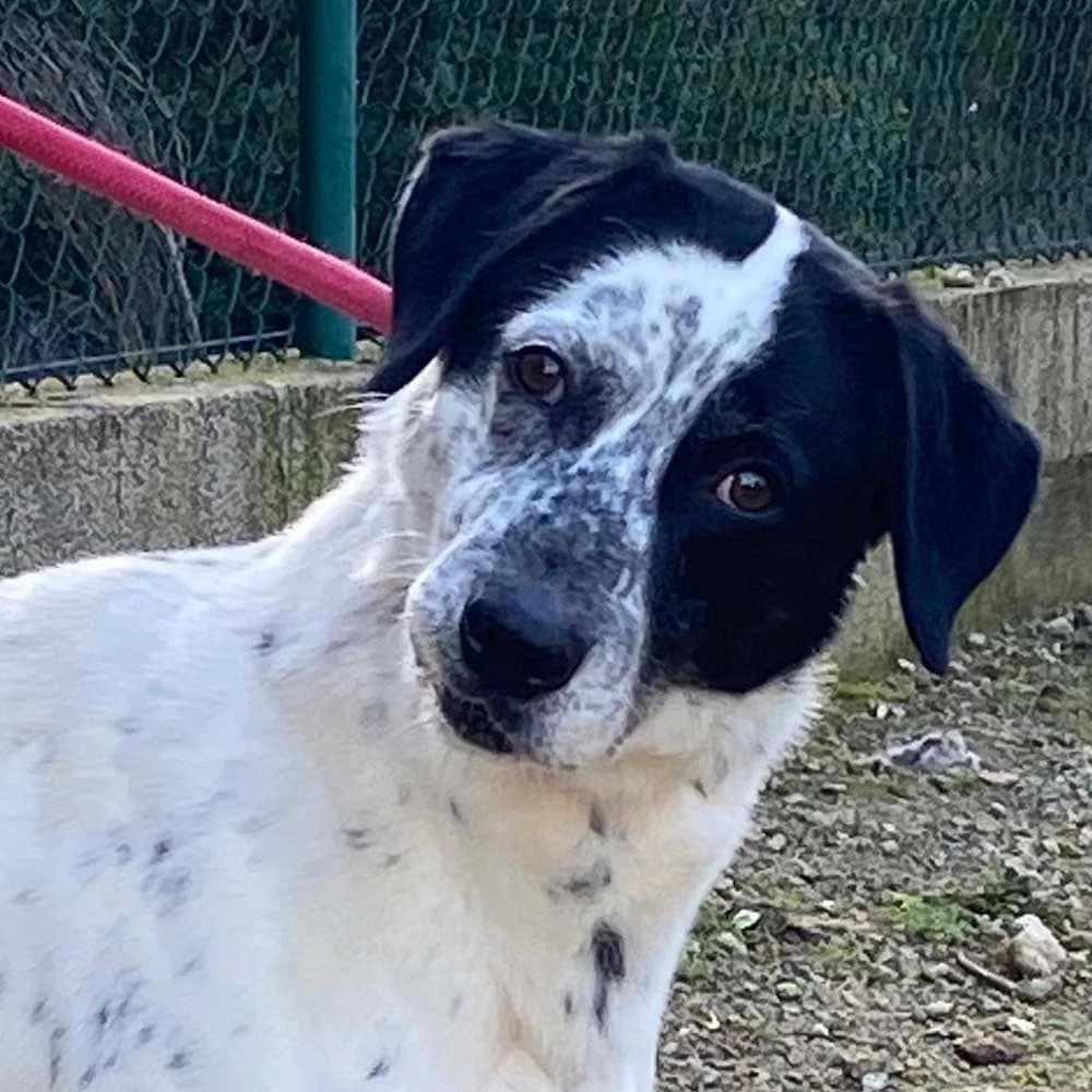 Dante, Mixed Breed for adoption at Tierschutzverein Europa, München