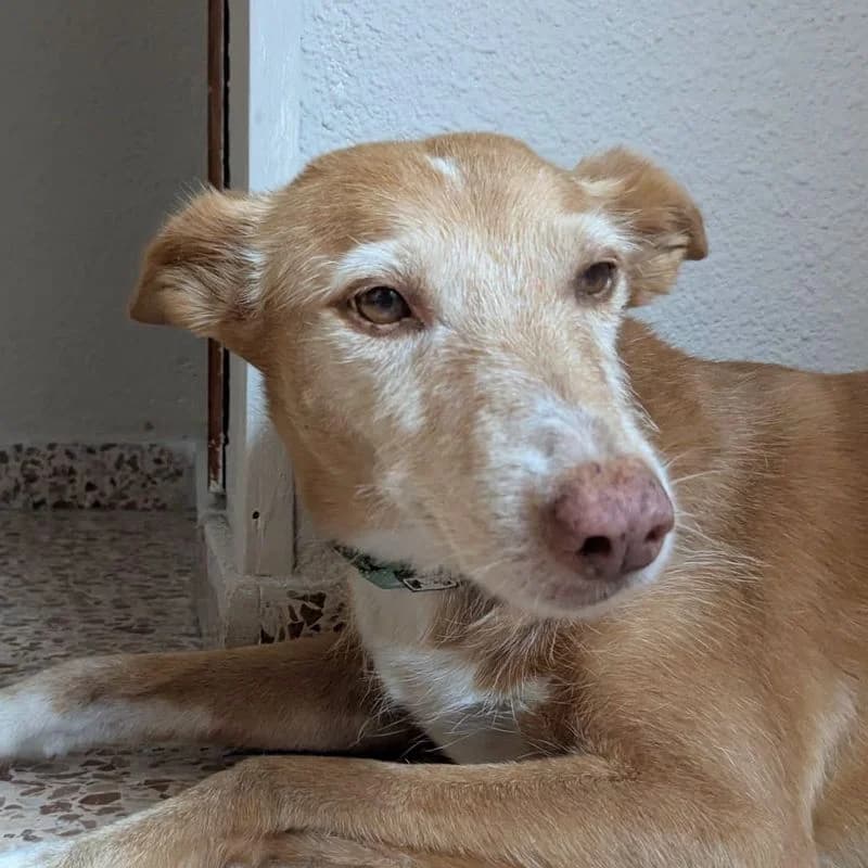 Dassay, Mixed Breed for adoption at Tierschutzverein Europa, München