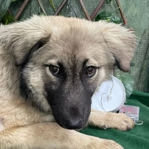 Diesel, Mixed Breed for adoption at Tierschutzverein Europa, München