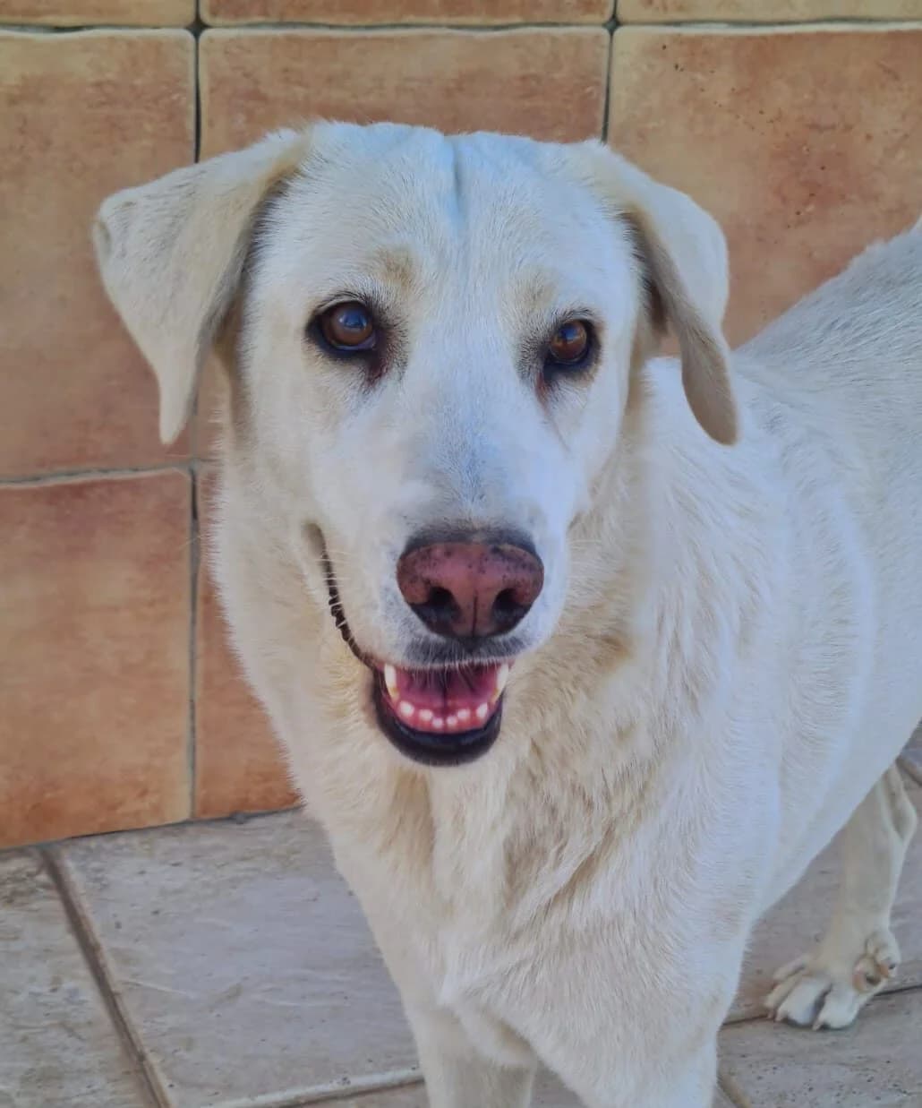 Diva, young Mixed Breed for adoption at Tierschutzverein Europa, München